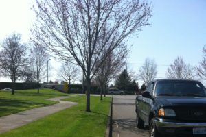 American Landscape Services, LLC | Lacey, Olympia, Tumwater & DuPont, WA